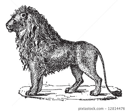 Lion or Panthera leo, vintage engraving 12814476