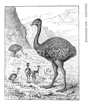 Greater Rhea or Rhea americana, vintage engraving Greater Rhea or Rhea americana, vintage engraving 12814485