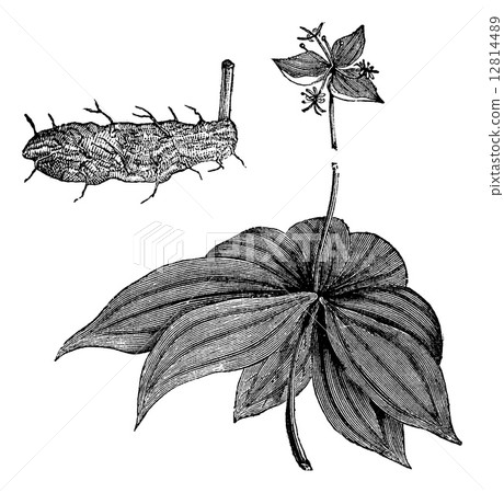 Medeola virginiana or Indian Cucumber-root, vintage engraving 12814489