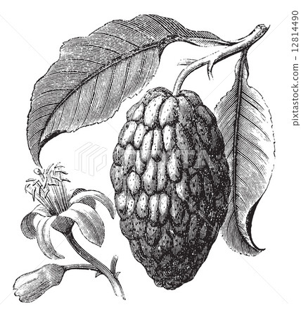 Citrus medica or Citron vintage engraving 12814490