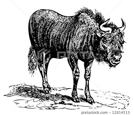 Black Wildebeest (gnu) old engraving 12814513