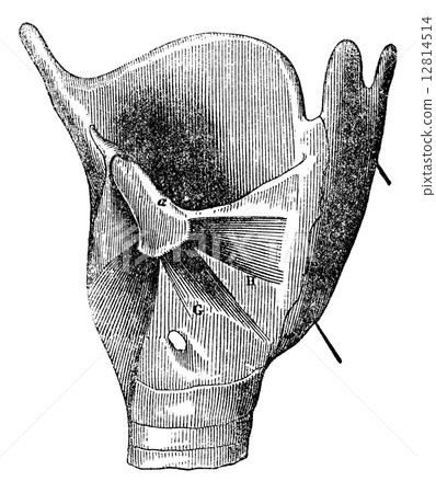 Larynx anatomy, vintage engraving. 12814514