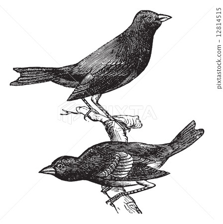 Indigo Bunting or Passerina cyanea, vintage engraving 12814515