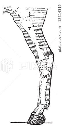 Horse leg, vintage engraving. 12814516