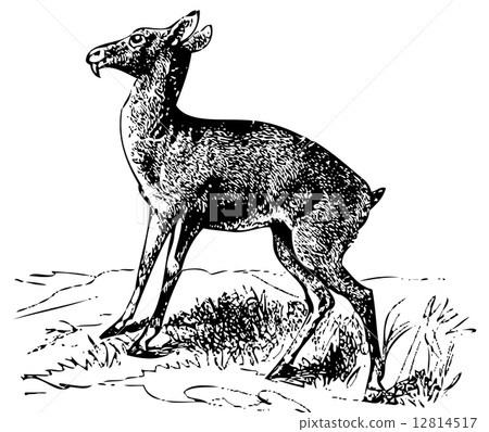Old engraving of a Siberian musk deer or moschus moschiferus 12814517