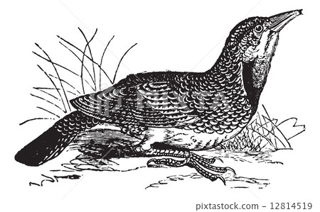 Eastern Meadowlark or Sturnella magna, vintage engraving 12814519