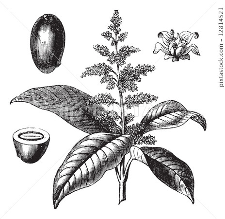 Indian mango or Mangifera indica vintage engraving 12814521