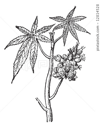 Castor common or Castor oil plant, vintage engraving. Castor common or Castor oil plant, vintage engraving. 12814528