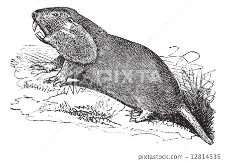 Plains Pocket Gopher or Geomys bursarius vintage engraving 12814535
