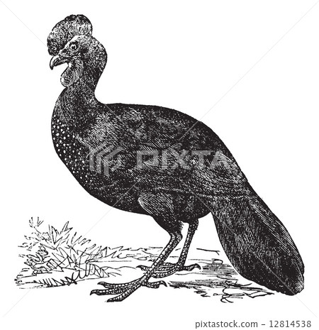 Crested Guan or Penelope purpurascens, vintage engraving 12814538