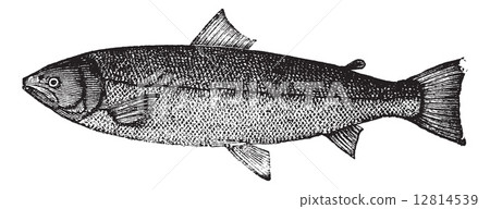 Atlantic salmon or Salmo salar vintage engraving 12814539