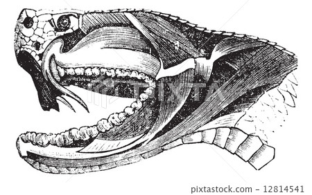 Viper Snake Head vintage engraving 12814541