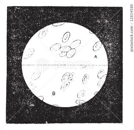 Fig. 4. A. Blood cells of birds (18 to 19 thousandths of a milli Fig. 4. A. Blood cells of birds (18 to 19 thousandths of a milli 12814580
