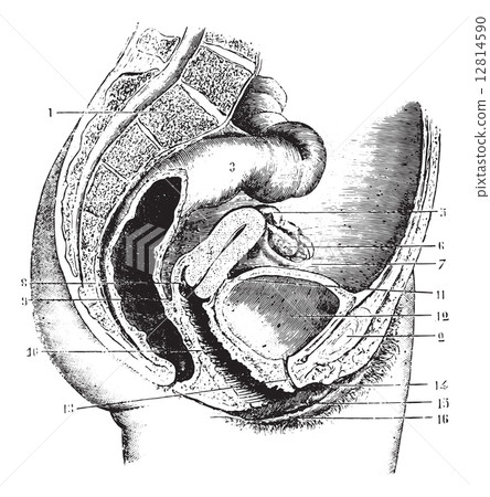 Female pelvis, vintage engraving. 12814590