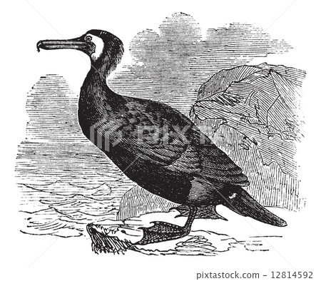 Great Cormorant or Great Black Cormorant or Black Cormorant or B 12814592