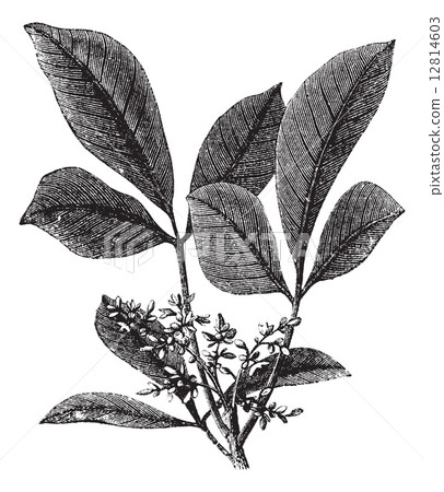 Siphonia elastic or Elastic- gum tree vintage engraving 12814603