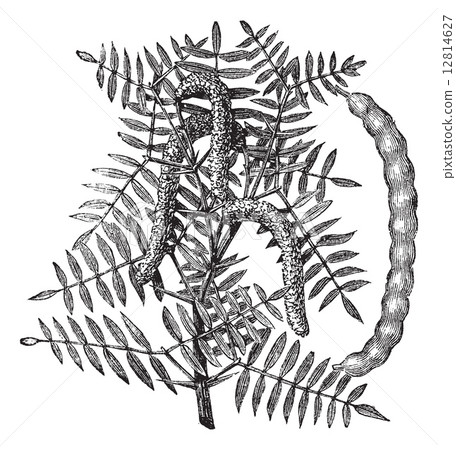 Mesquite (Prosopis glandulosa) or Honey Mesquite, vintage engrav Mesquite (Prosopis glandulosa) or Honey Mesquite, vintage engrav 12814627