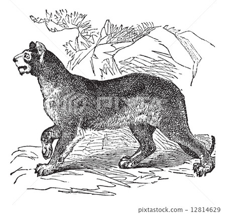 Cougar or Puma or Panther or Mountain Lion or Puma concolor vint Cougar or Puma or Panther or Mountain Lion or Puma concolor vint 12814629