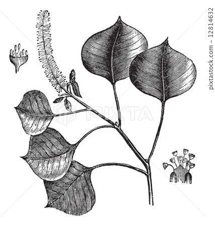 Chinese tallow tree or Sapium sebifera vintage engraving Chinese tallow tree or Sapium sebifera vintage engraving 12814632