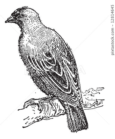 Weaver oriole perching on branch, vintage engraving. 12814645