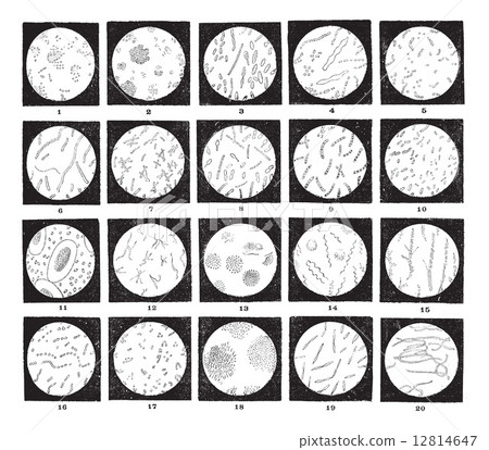 Microorganisms or Microbes, vintage engraving 12814647
