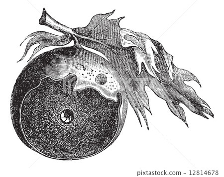 Gall of an oak and the way of insect escapes vintage engraving Gall of an oak and the way of insect escapes vintage engraving 12814678