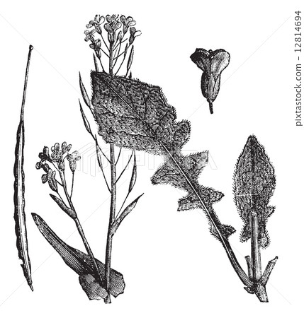 Field Mustard or Turnip Mustard or Brassica rapa or Brassica cam Field Mustard or Turnip Mustard or Brassica rapa or Brassica cam 12814694