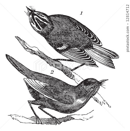 Golden-crowned Kinglet or Regulus satrapa and Ruby-crowned Kingl 12814712