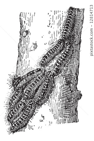 Processionary, vintage engraving. 12814713