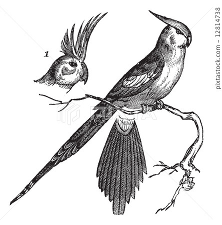 Cockatiel or Quarrion or Weiro or Nymphicus hollandicus, vintage 12814738