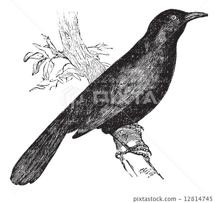 Common blackbird (Turdus merula) or Eurasian Blackbird perched o 12814745