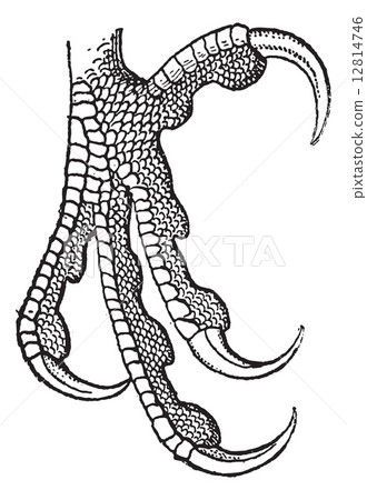 Raptor, paw or Falcon tab, vintage engraving. 12814746