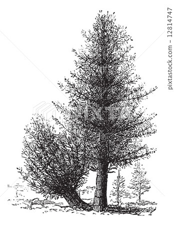 Calamus and Rattan vintage engraving 12814747