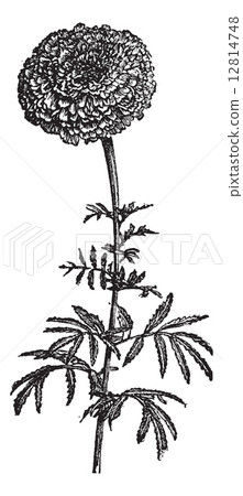 Tagete stands (Tagetes erecta) or Mexican Marigold, vintage engr 12814748