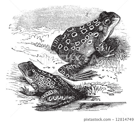 1.Shad frog (Rana halecina) 2. Pickerel frog (Rana palustris) vi 12814749