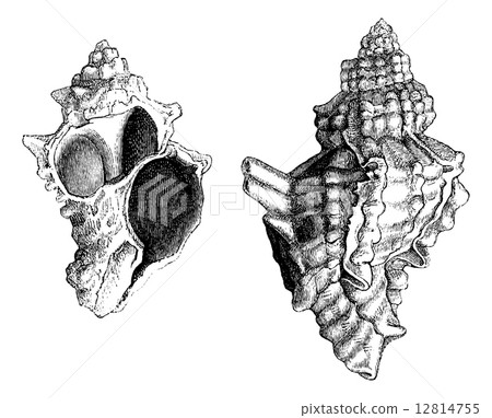 Banded Dye-murex or Murex trunculus or Hexaplex trunculus, vinta 12814755