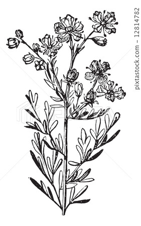 Rue or Ruta Graveolens, vintage engraving. 12814782