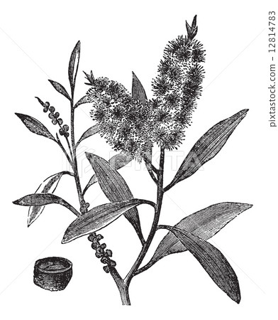 Tea Tree Oil has white wood (Melaleuca Leucadendron), vintage en 12814783