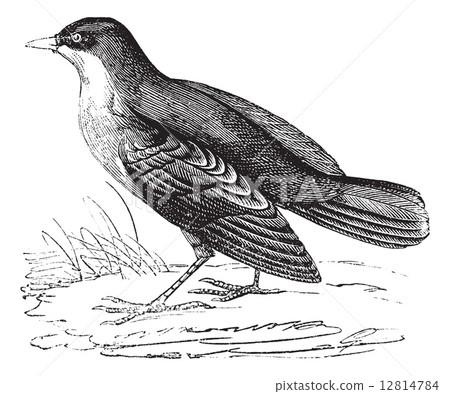 Storm Petrel or European Storm-petrel or Hydrobates pelagicus v 12814784