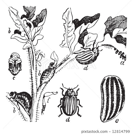 Colorado Beetle Colorado Potato Beetle or Leptinotarsa decemline Colorado Beetle Colorado Potato Beetle or Leptinotarsa decemline 12814799