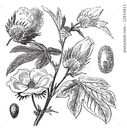 Pima Cotton or South American Cotton or Creole or Sea Island Cot 12814811