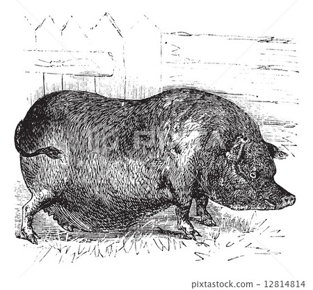 Heude's Pig or Indochinese Warty Pig or Vietnam Warty Pig or Sus 12814814