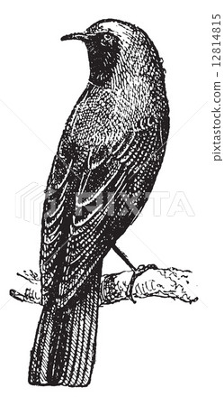 Redstart perched on branch, vintage engraving. Redstart perched on branch, vintage engraving. 12814815