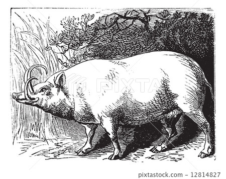 The Babirusa or Pig-deer. Vintage engraving. 12814827