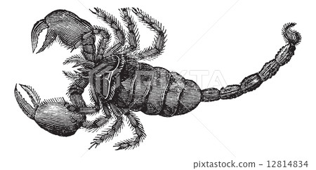 Black Scorpion (Scorpio afer), vintage engraving. 12814834