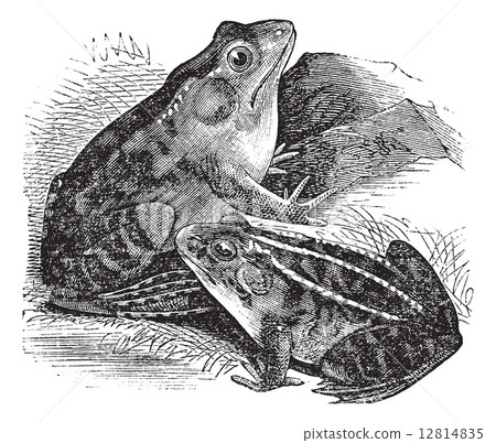 1. Bullfrog (Rana pipiens), 2. Northern Bullfrog (Rana horiconen 12814835