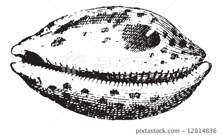Porcelain, vintage engraving. 12814836