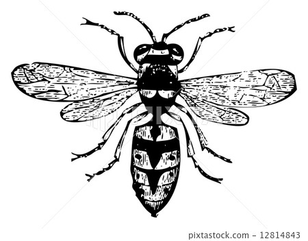 Old wasp engraving, Vespa Vulgaris Old wasp engraving, Vespa Vulgaris 12814843