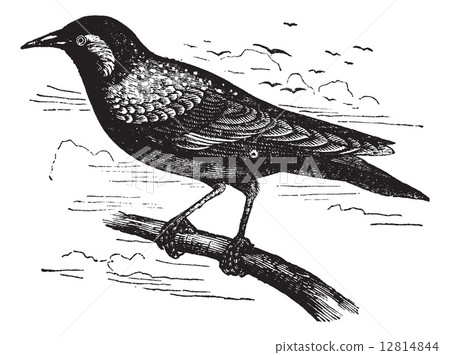 Common Starling or European Starling or Sturnus vulgaris, vintag Common Starling or European Starling or Sturnus vulgaris, vintag 12814844