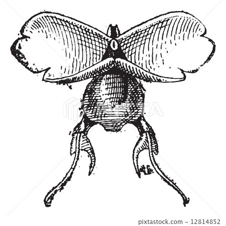 Pteropod or Pteropoda, vintage engraving. Pteropod or Pteropoda, vintage engraving. 12814852